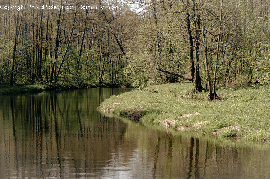 Land, Nature, Outdoors, Water, Swamp