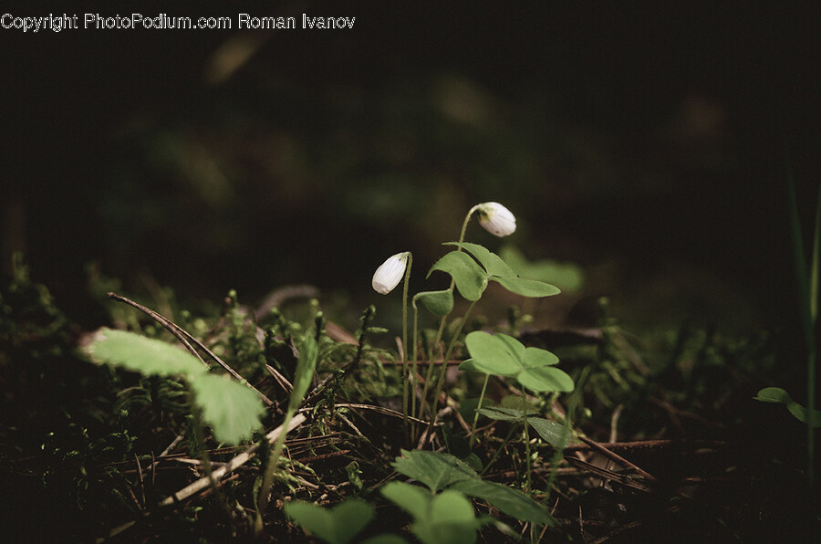 Plant, Acanthaceae, Flower, Blossom, Leaf