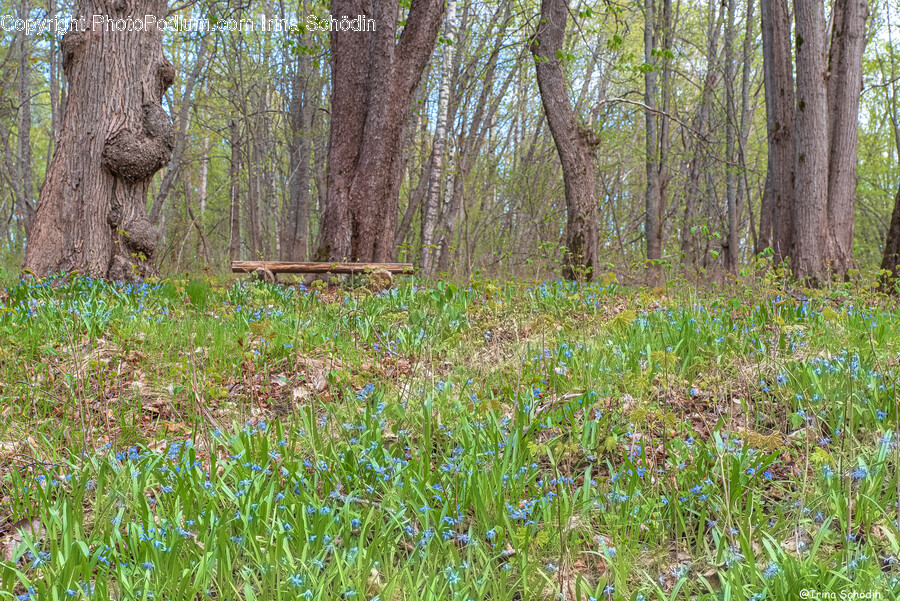 Tree, Plant, Woodland, Forest, Vegetation