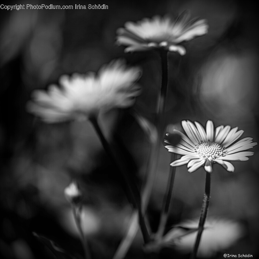 Plant, Daisy, Daisies, Flower, Blossom
