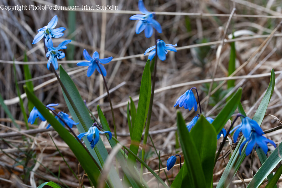 Plant, Flower, Blossom, Iris, Amaryllidaceae