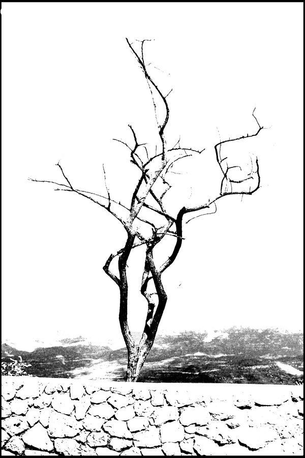 Drawing, Sketch, Plant, Tree, Oak, Wood, Countryside