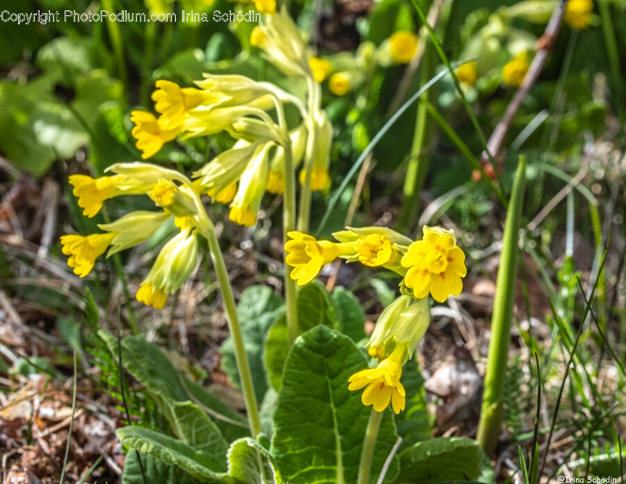 Plant, Flower, Blossom, Asteraceae, Amaryllidaceae