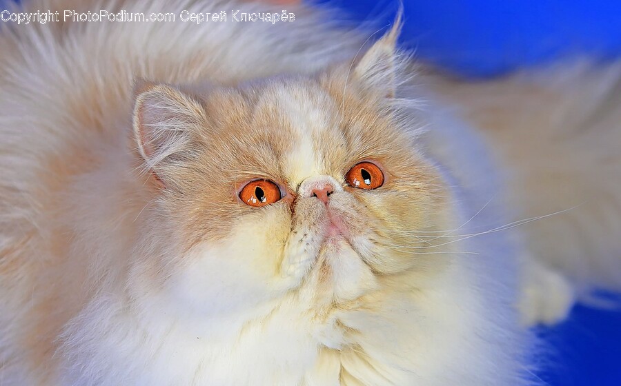 Angora, Cat, Pet, Animal, Mammal
