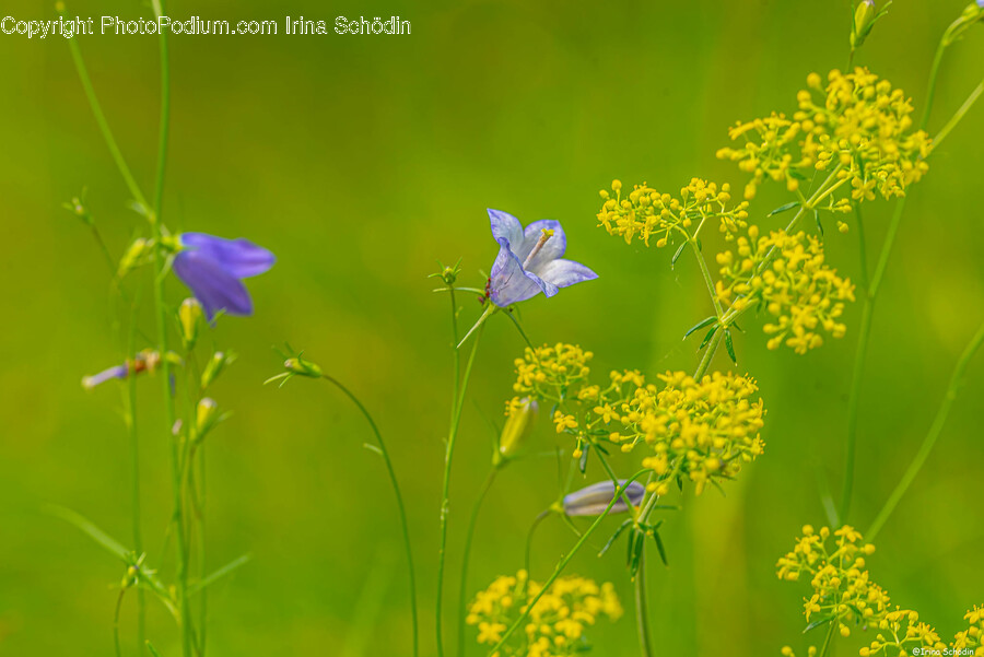 Plant, Flower, Blossom, Geranium, Petal