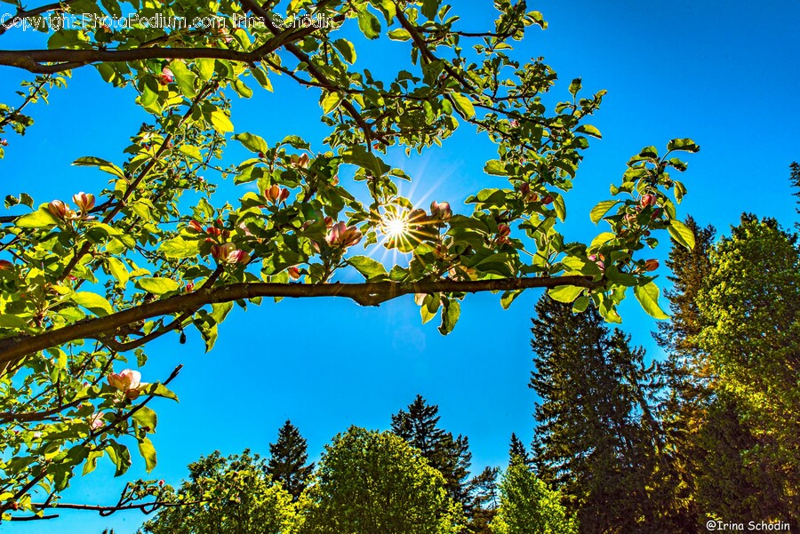 Tree, Plant, Tree Trunk, Fir, Abies