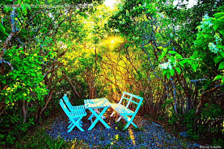 Chair, Furniture, Bench, Vegetation, Plant