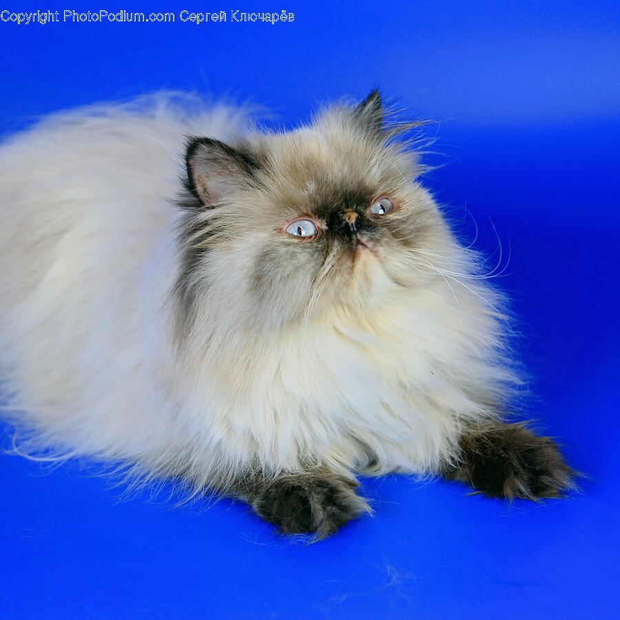 Angora, Cat, Pet, Animal, Mammal