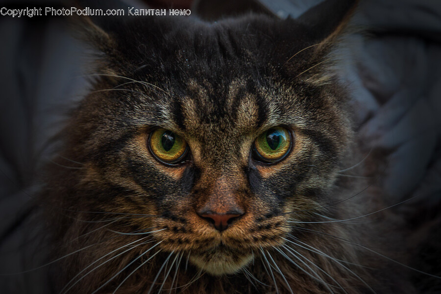 Cat, Pet, Animal, Mammal, Manx