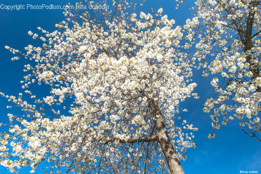 Plant, Flower, Blossom, Cherry Blossom, Handrail