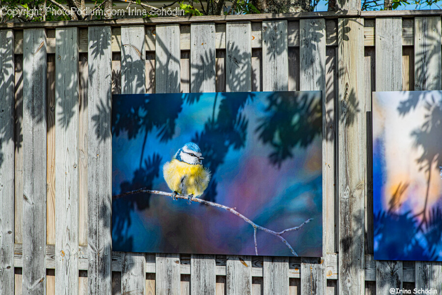 Bird, Animal, Fence, Jay, Canary