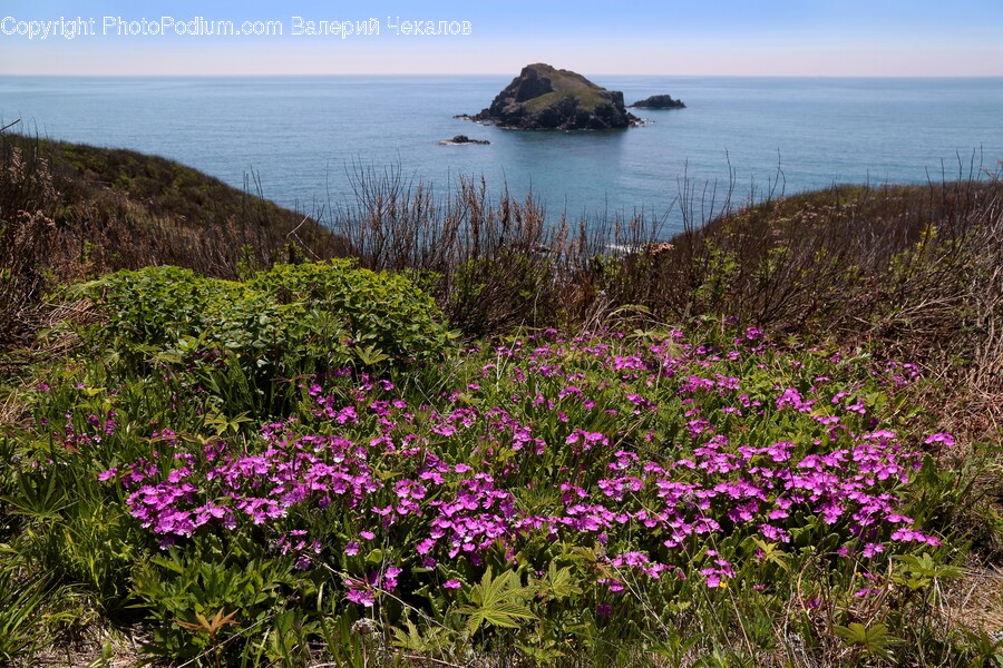 Land, Outdoors, Nature, Plant, Sea