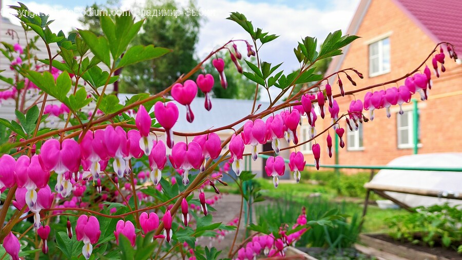 Plant, Petal, Flower, Blossom, Spring