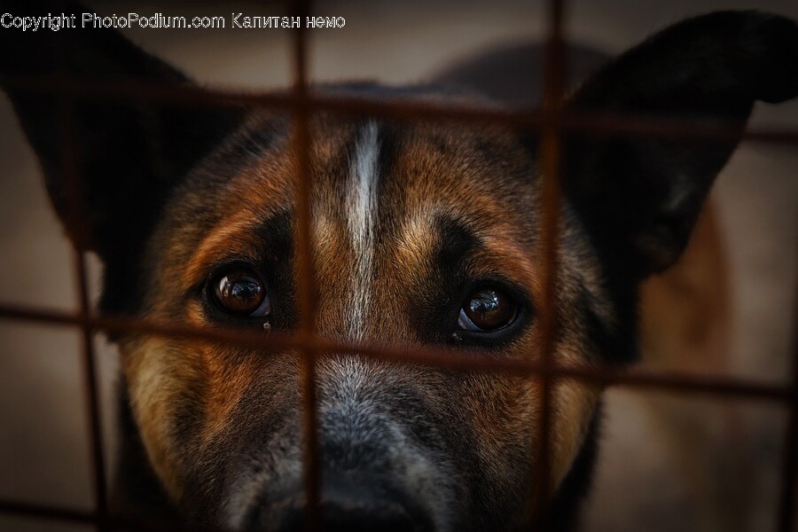 Dog, Pet, Canine, Mammal, Animal