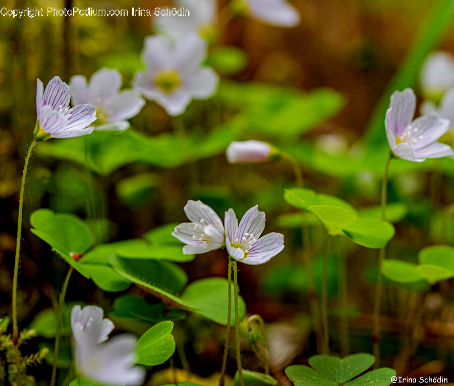 Geranium, Plant, Flower, Blossom, Anemone