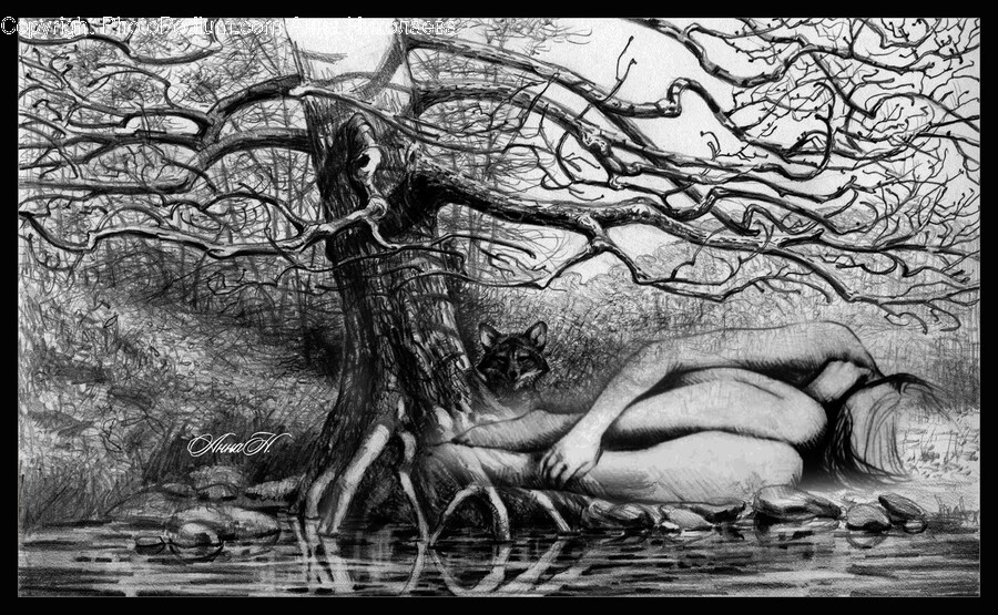 Tree, Plant, Tree Trunk, Root, Art