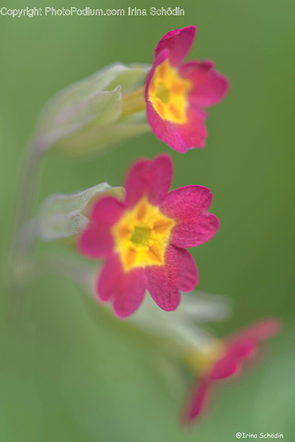Geranium, Plant, Flower, Blossom, Pollen