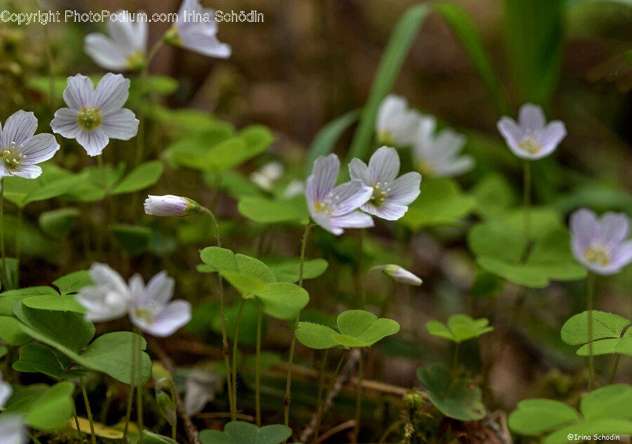 Plant, Geranium, Flower, Blossom, Petal