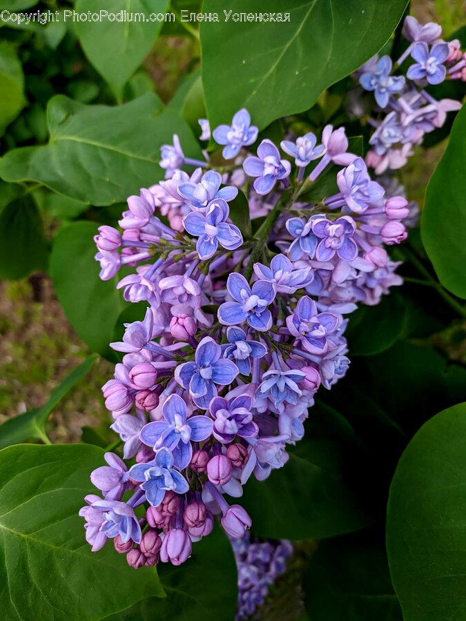 Plant, Flower, Blossom, Potted Plant, Pottery