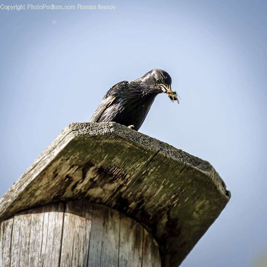 Bird, Animal, Blackbird, Agelaius, Vulture