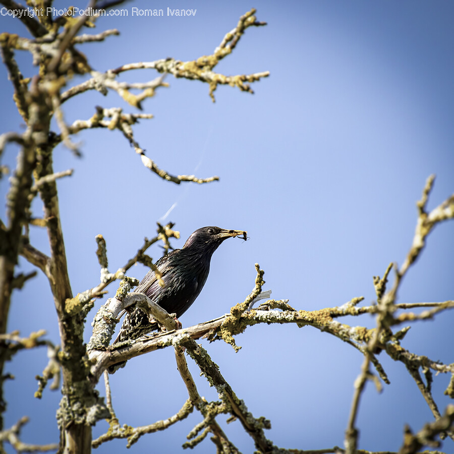 Bird, Animal, Blackbird, Agelaius, Leaf