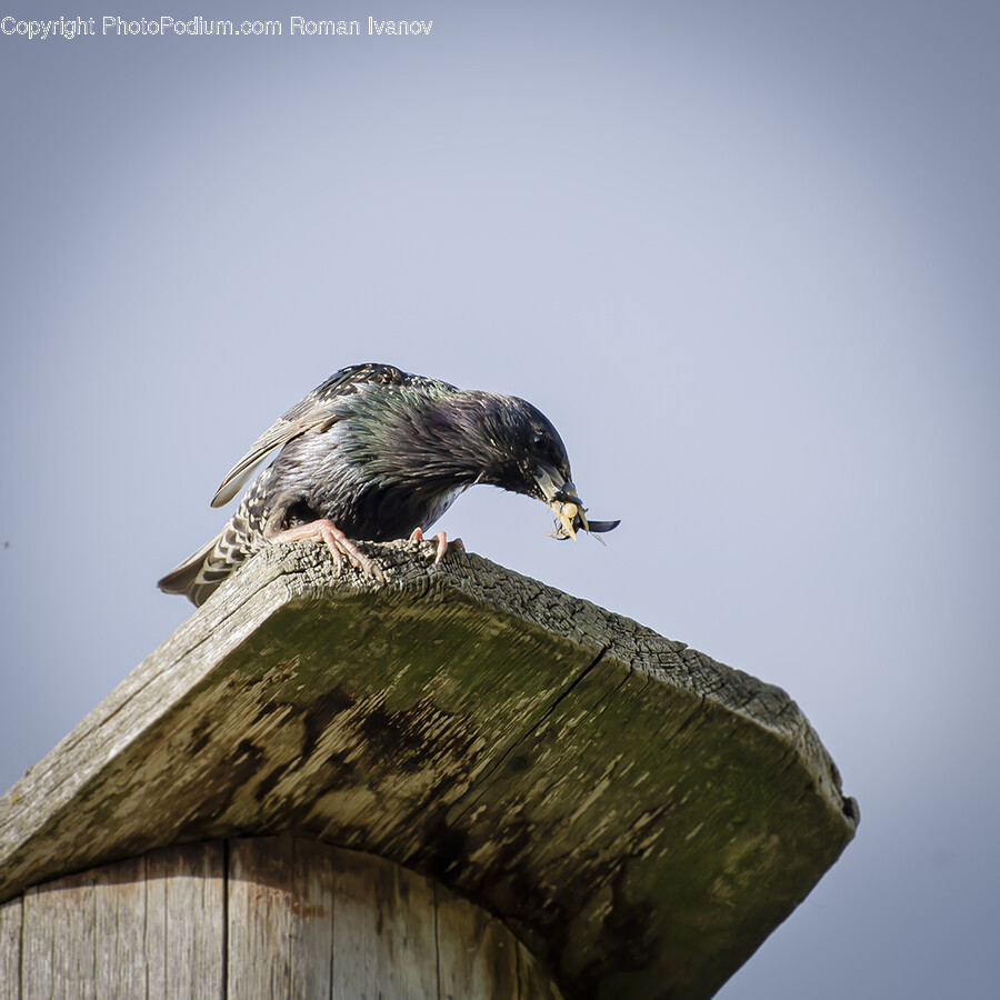 Bird, Animal, Buzzard, Hawk, Accipiter