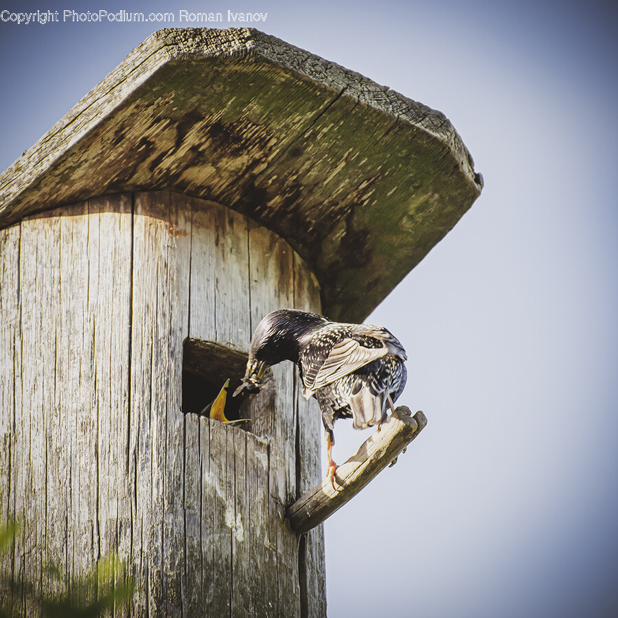 Bird, Animal, Building, Bunker, Wood