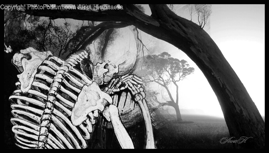 Skeleton, Zebra, Animal, Mammal, Wildlife