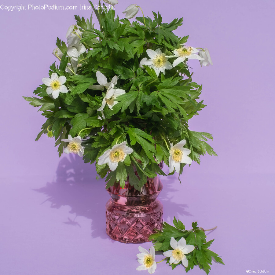 Plant, Leaf, Flower, Blossom, Flower Arrangement