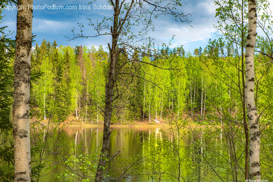 Tree, Plant, Land, Nature, Outdoors