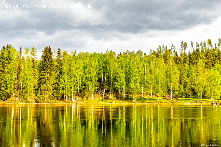 Water, Nature, Outdoors, Tree, Plant