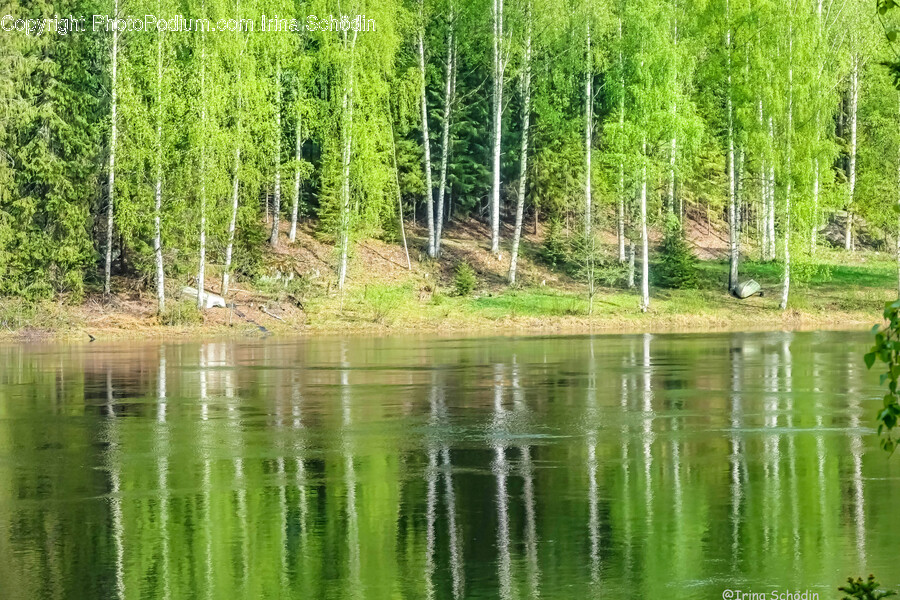 Water, Nature, Outdoors, Land, Tree