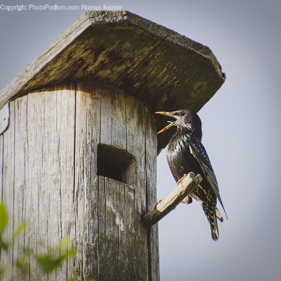 Bird, Animal, Wood, Blackbird, Agelaius