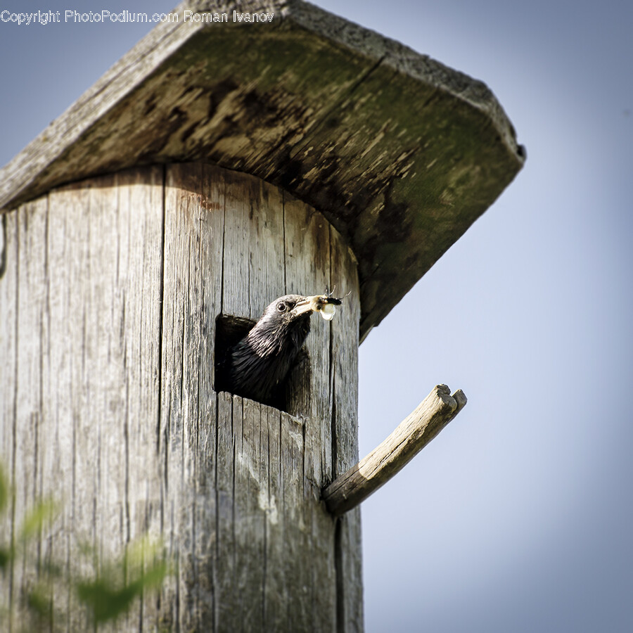 Bird, Animal, Wood, Building, Housing