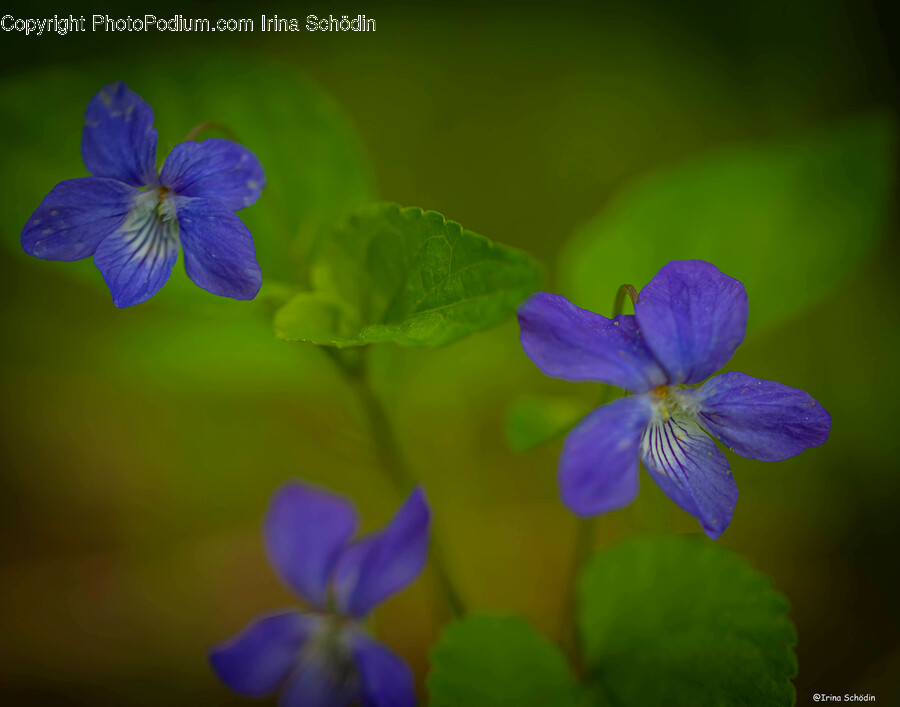Geranium, Plant, Flower, Blossom, Iris