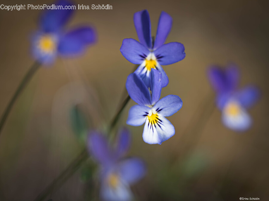 Plant, Flower, Blossom, Iris, Geranium