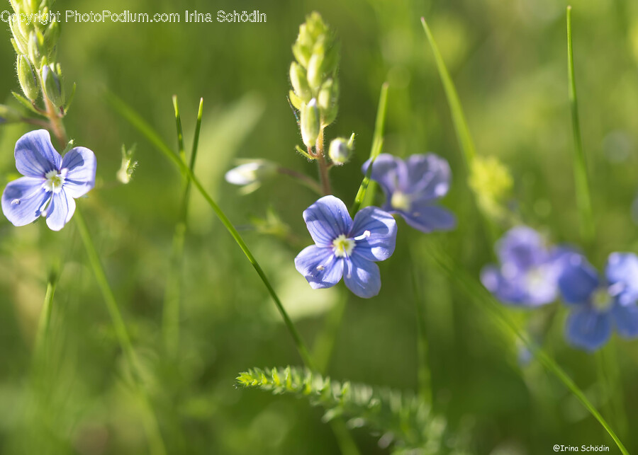 Plant, Geranium, Flower, Blossom, Flax