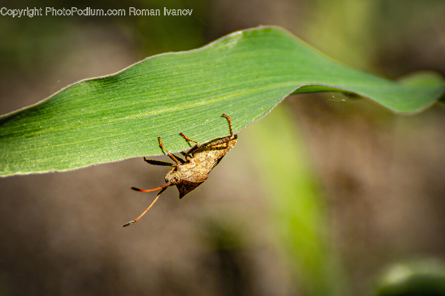 Insect, Invertebrate, Animal, Cricket Insect, Spider