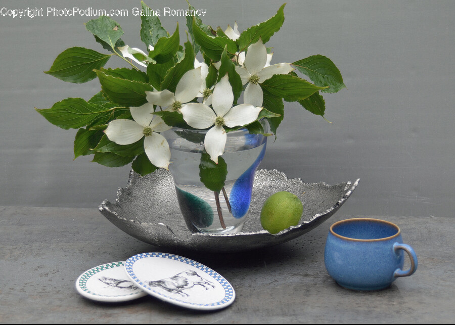 Saucer, Pottery, Plant, Tennis Ball, Sport