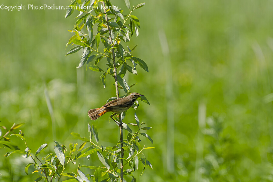 Sparrow, Bird, Animal, Anthus, Finch