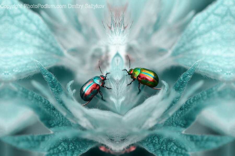 Insect, Invertebrate, Animal, Honey Bee, Bee