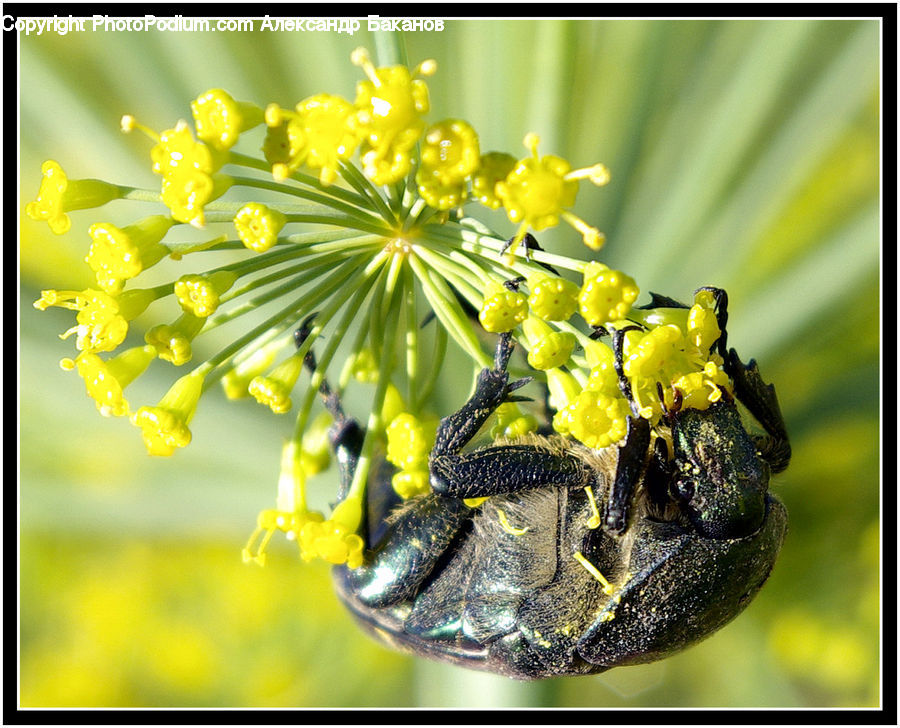 Dill, Plant, Andrena, Apidae, Bee, Bumblebee, Honey Bee