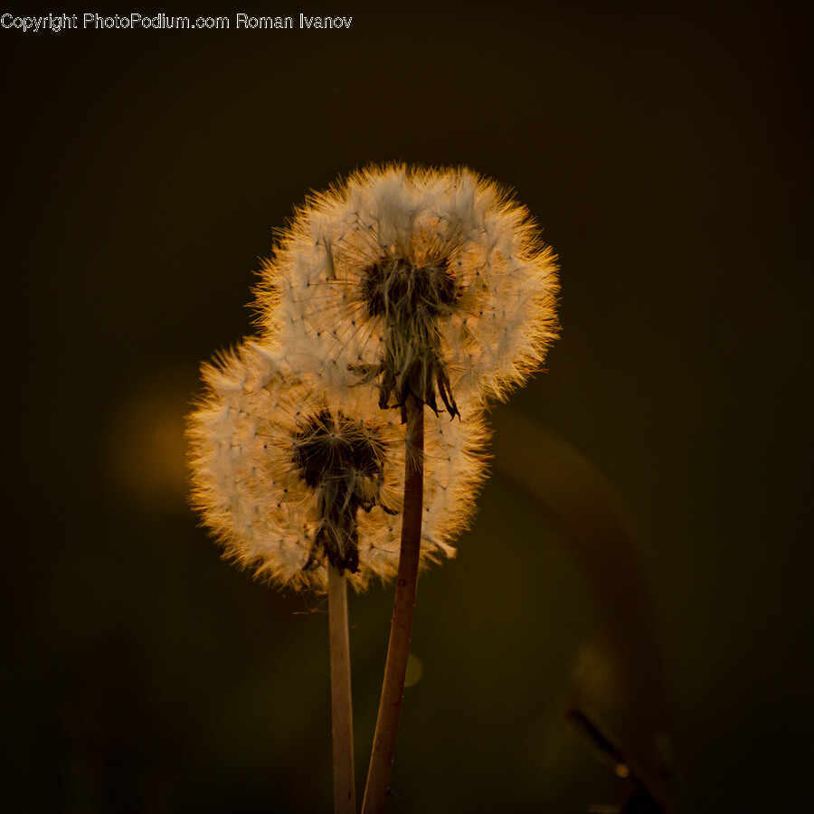 Plant, Flower, Blossom, Dandelion, Vegetation