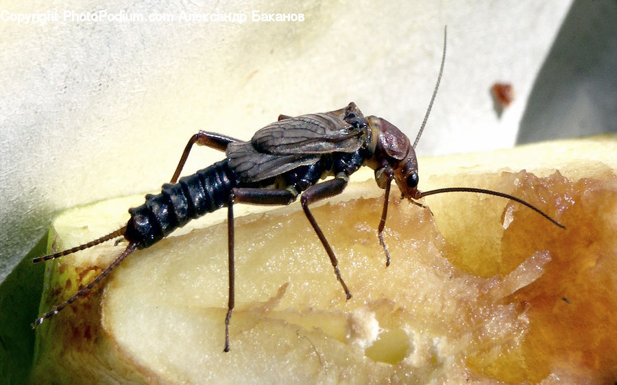 Cockroach, Insect, Invertebrate, Cricket Insect, Grasshopper