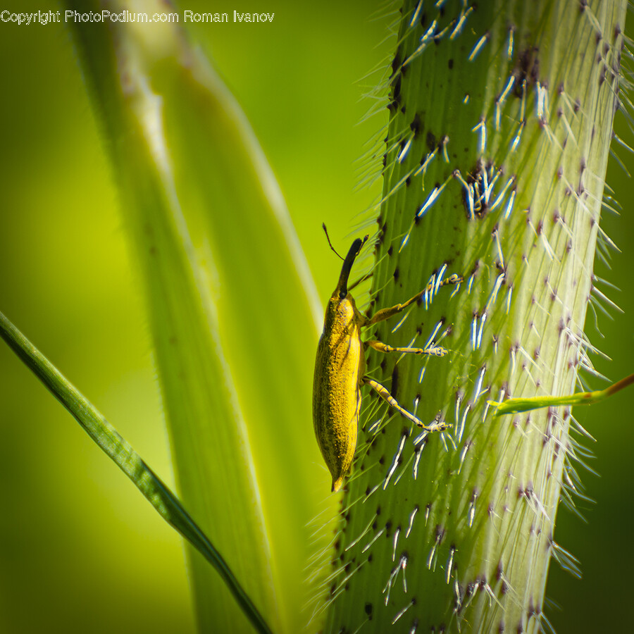 Insect, Invertebrate, Animal, Cricket Insect