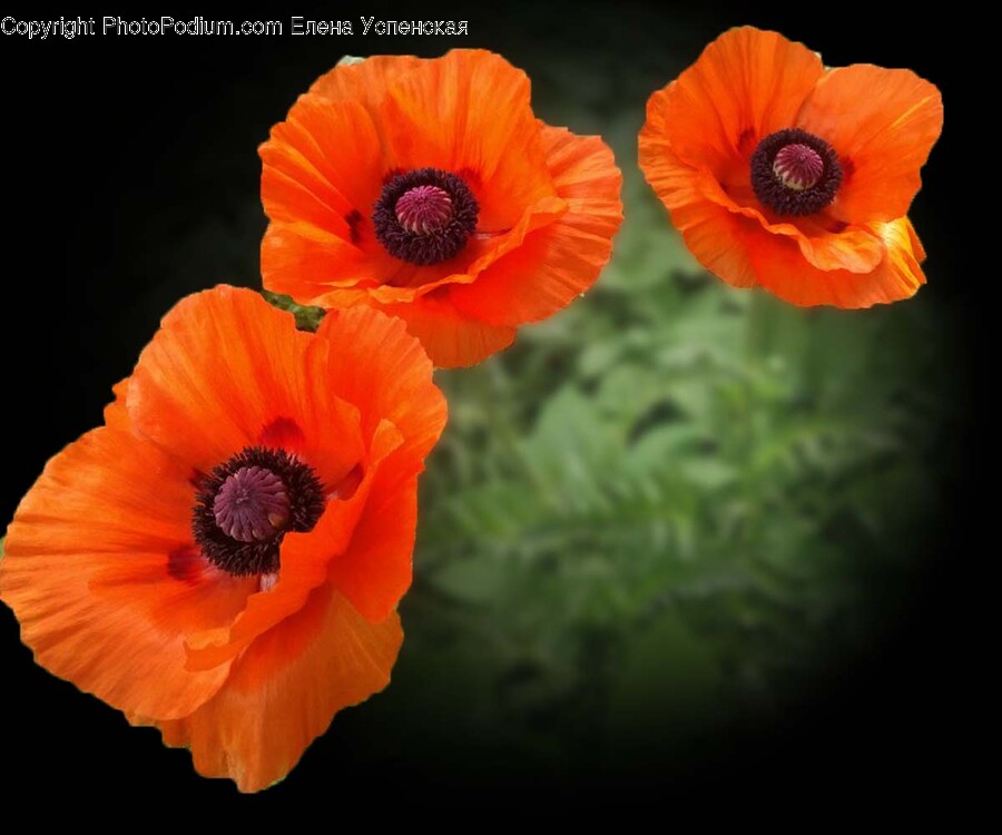 Plant, Flower, Blossom, Poppy, Anemone