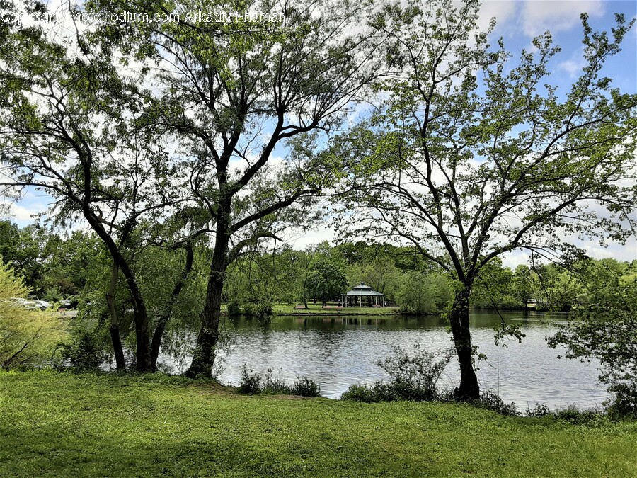 Tree, Plant, Outdoors, Nature, Water