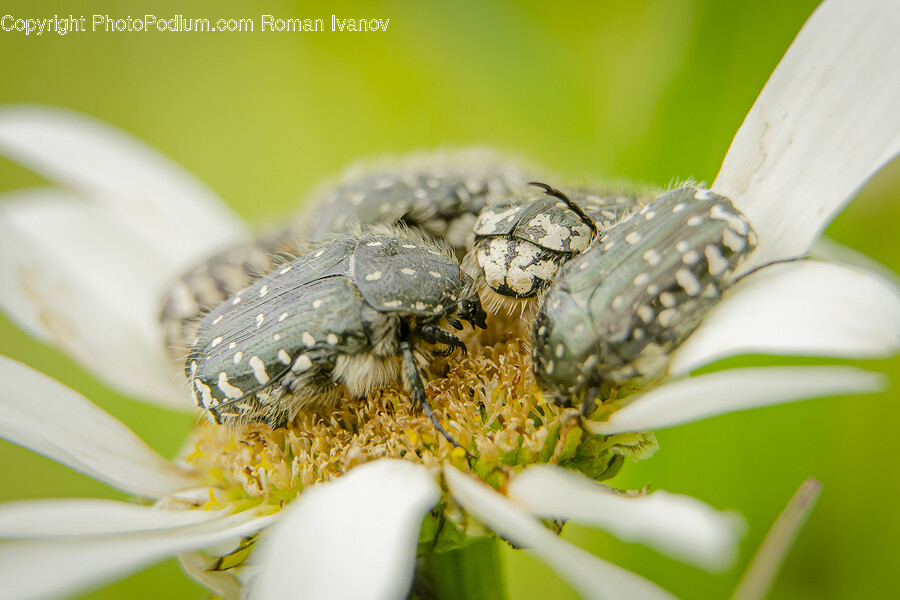 Pollen, Plant, Insect, Animal, Invertebrate
