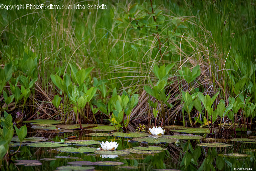 Land, Nature, Outdoors, Water, Plant