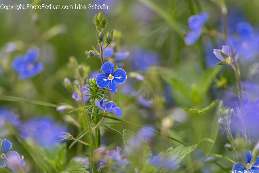 Geranium, Plant, Flower, Blossom, Iris